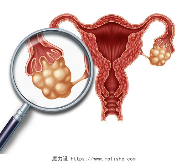 卵巢概念和子宫与输卵管作为放大特写人类女性生殖插图私密私处